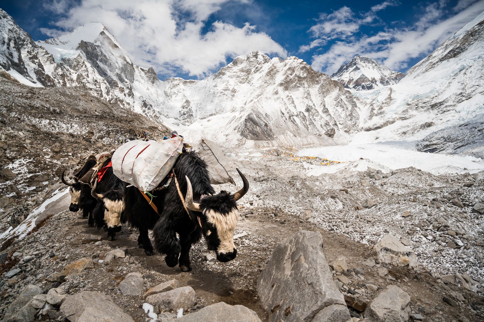 Yak in Nepal.